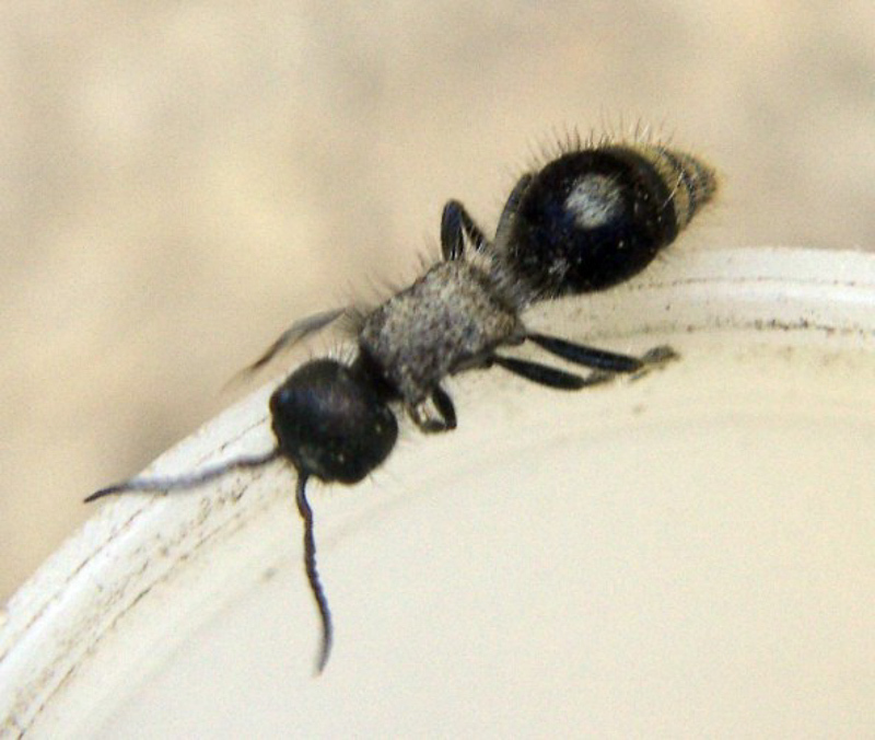 Aculeate Wasps : (Mutillidae) Sigilla dorsata