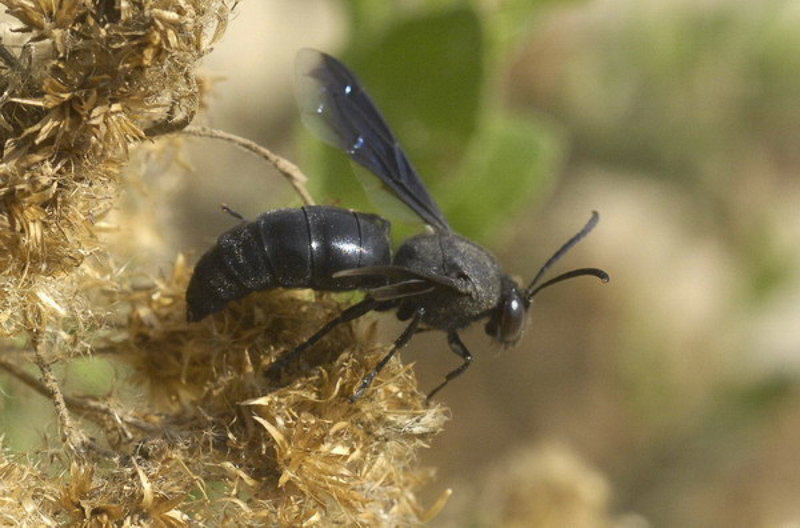 Aculeate Wasps : (Crabronidae) Stizoides niger