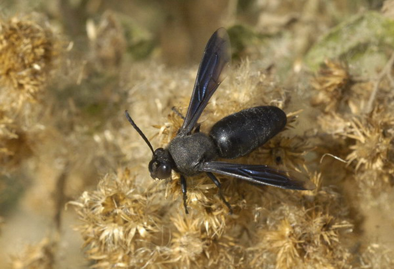 Aculeate Wasps : (Crabronidae) Stizoides niger