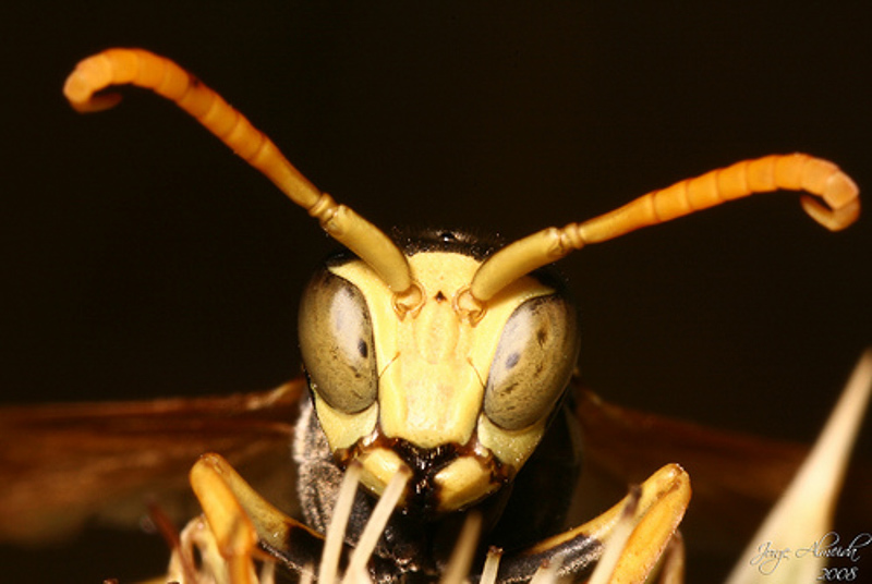 Aculeate Wasps : (Vespidae) Polistes austroccidentalis