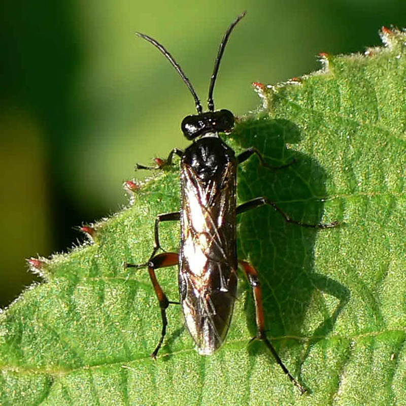 Sawflies and horntails : (Tenthredinidae) Macrophya sanguinolenta