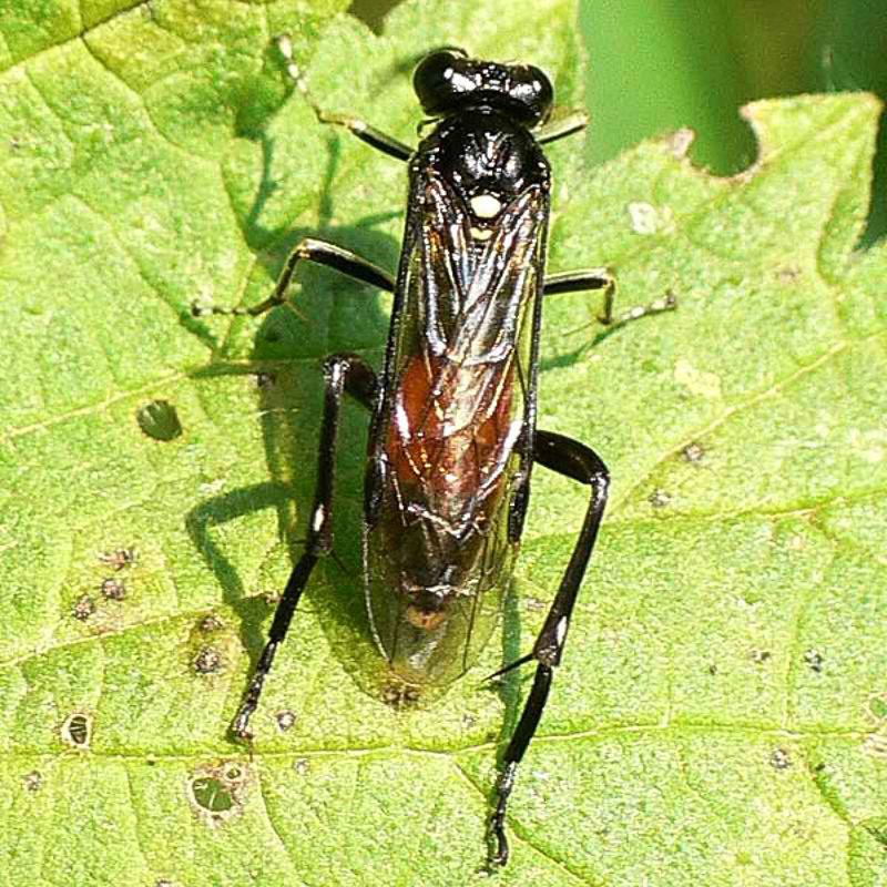 Sawflies and horntails : (Tenthredinidae) Macrophya militaris