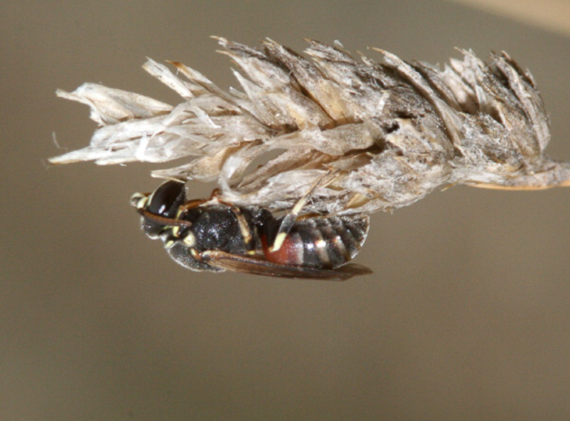Bees : (Colletidae) Hylaeus variegatus