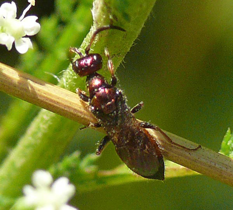 Aculeate Wasps : (Chrysididae) Cleptes splendidus