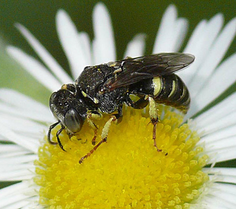 Aculeate Wasps : (Crabronidae) Oxybelus quatuordecimnotatus