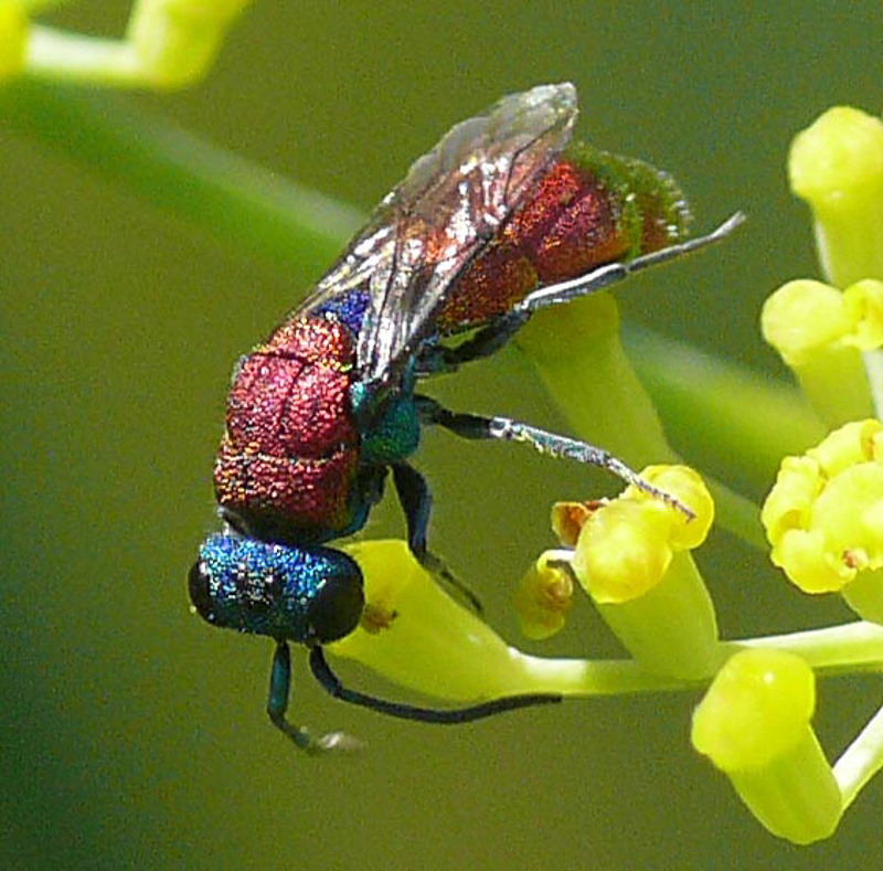 Aculeate Wasps : (Chrysididae) Chrysura dichroa