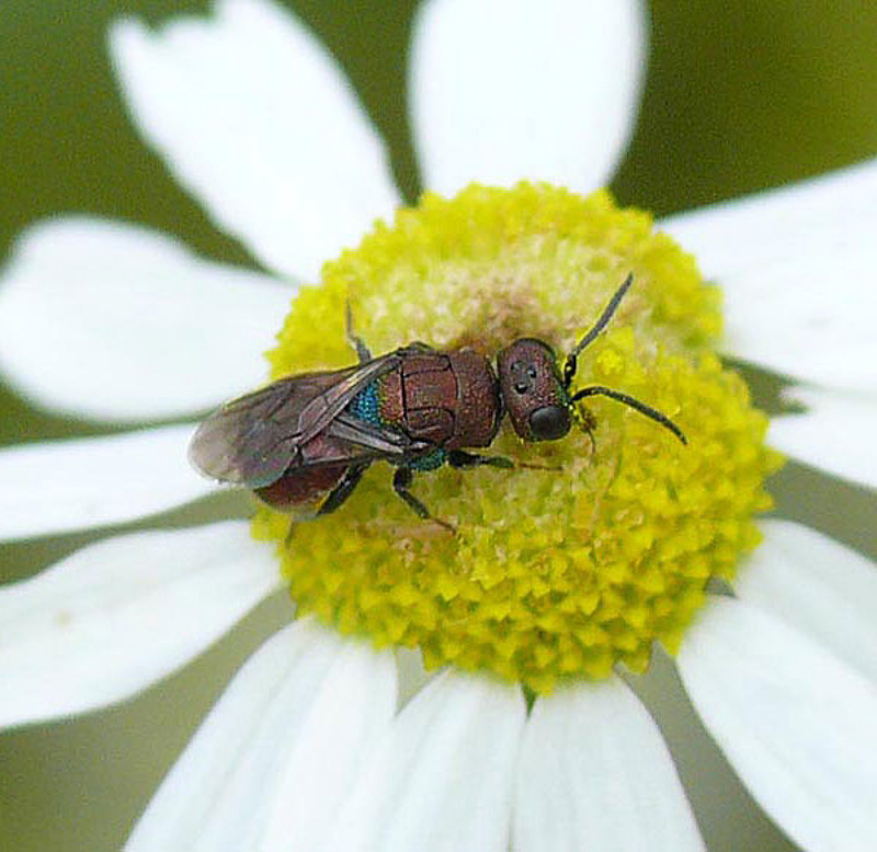Aculeate Wasps : (Chrysididae) Hedychridium coriaceum