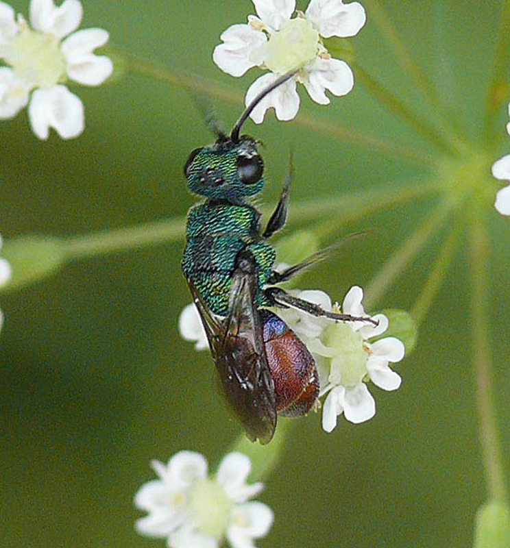 Aculeate Wasps : (Chrysididae) Hedychridium roseum