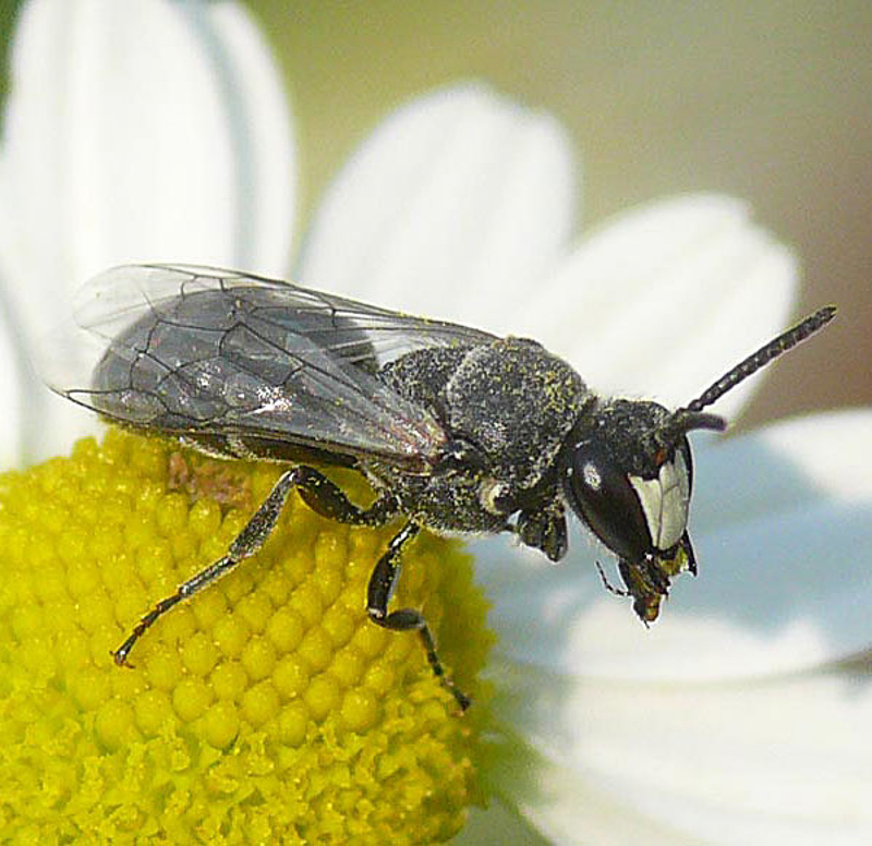 Bees : (Colletidae) Hylaeus signatus