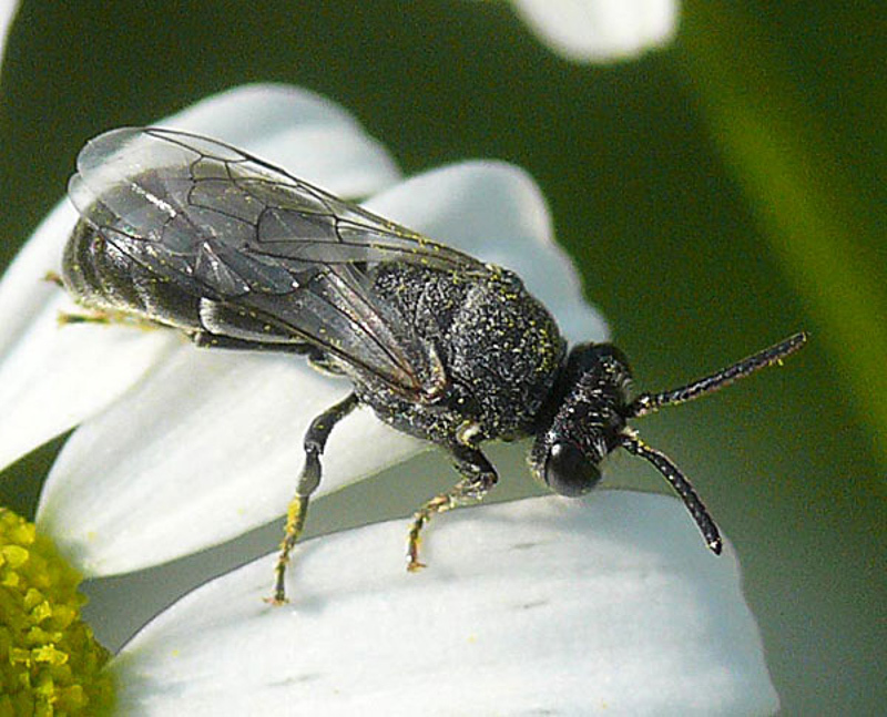 Bees : (Colletidae) Hylaeus signatus