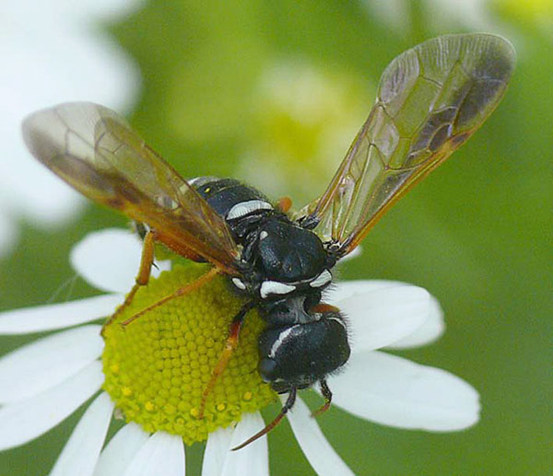 Sawflies and horntails : (Megalodontesidae) Megalodontes fabricii