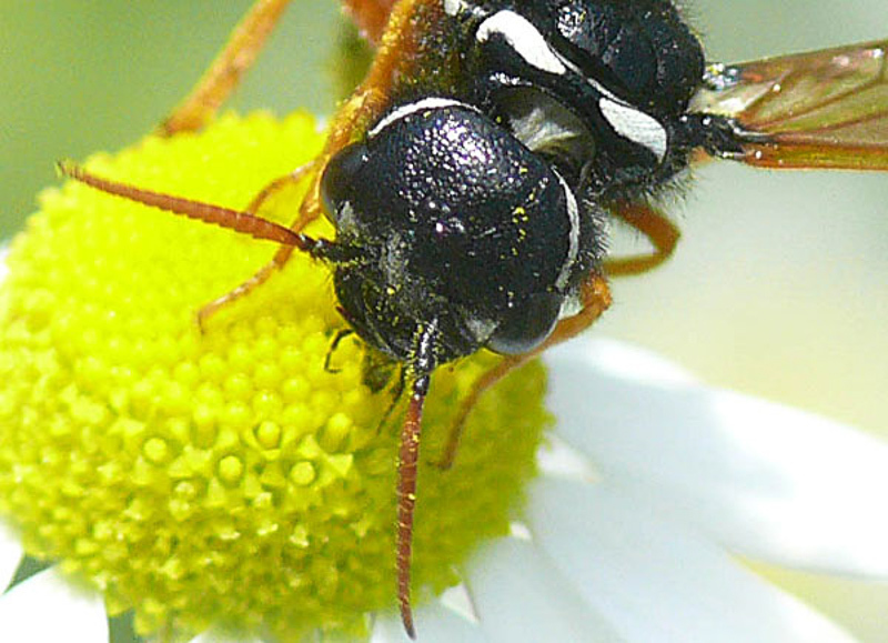 Sawflies and horntails : (Megalodontesidae) Megalodontes fabricii