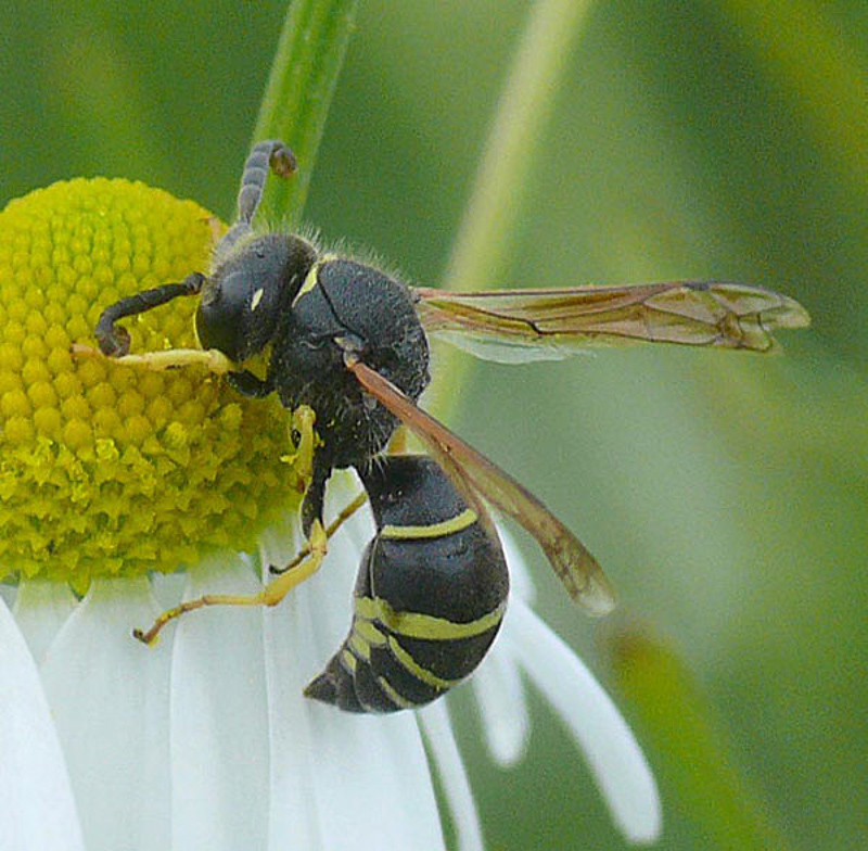 Aculeate Wasps : (Vespidae) Odynerus melanocephalus
