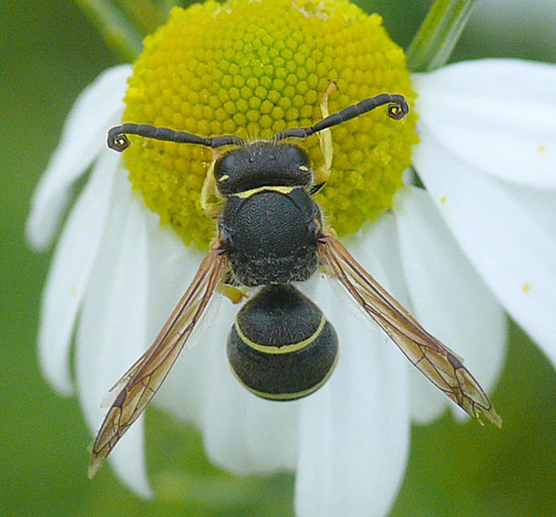Aculeate Wasps : (Vespidae) Odynerus melanocephalus