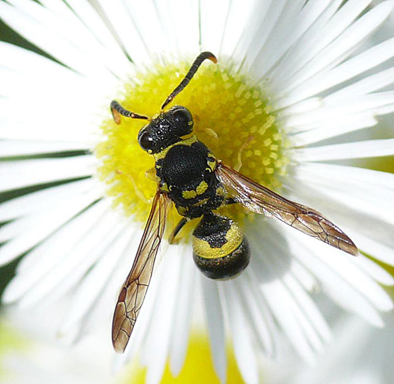 Aculeate Wasps : (Vespidae) Ancistrocerus renimacula