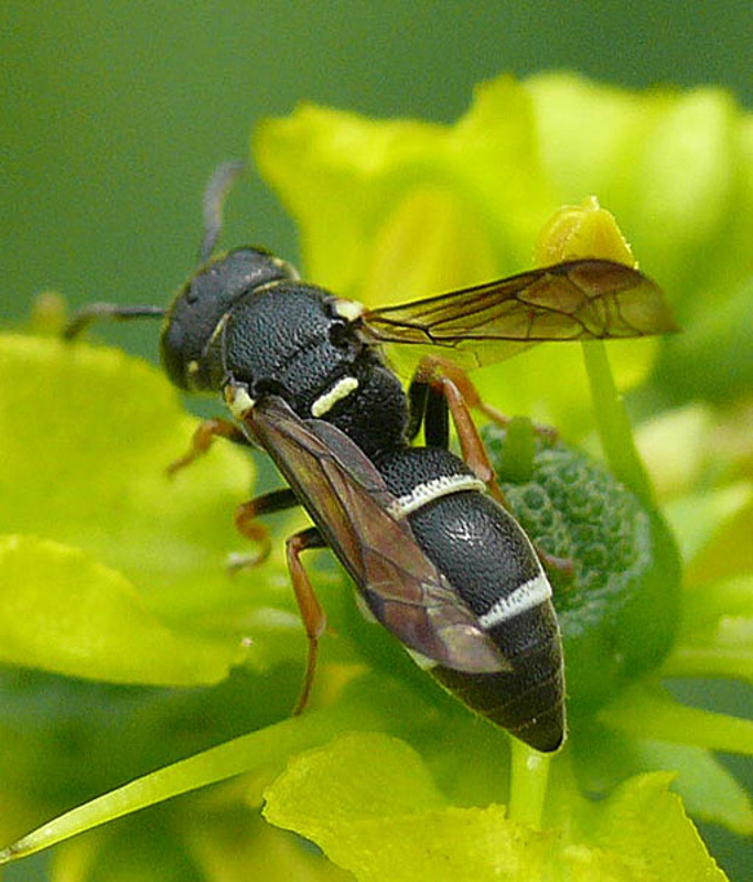 Aculeate Wasps : (Vespidae) Stenodynerus steckianus