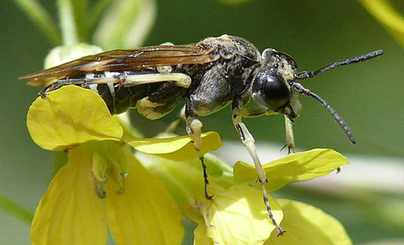 Sawflies and horntails : (Tenthredinidae) Tenthredo dahlii