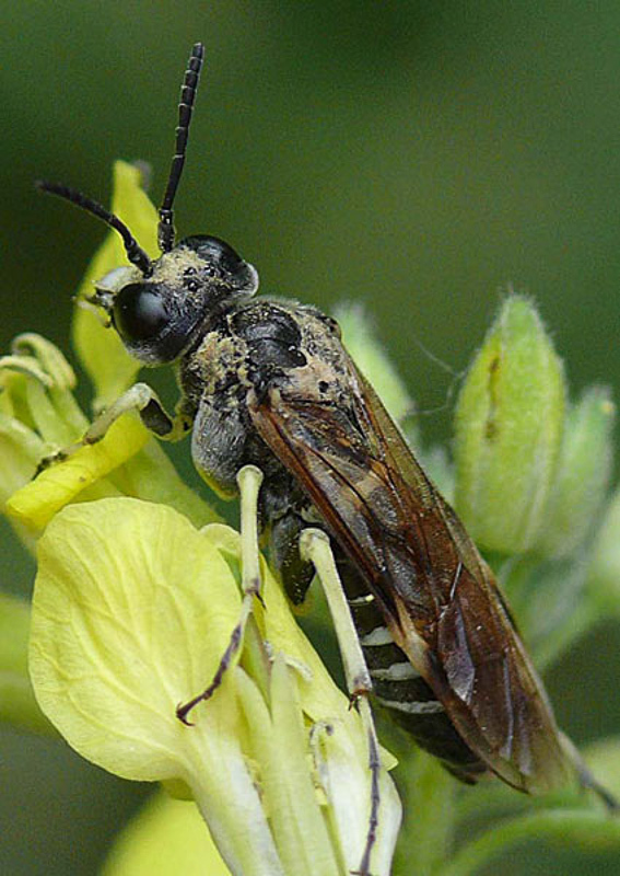 Sawflies and horntails : (Tenthredinidae) Tenthredo dahlii