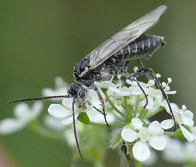 Sawflies and horntails : (Tenthredinidae) Tenthredopsis lactiflua