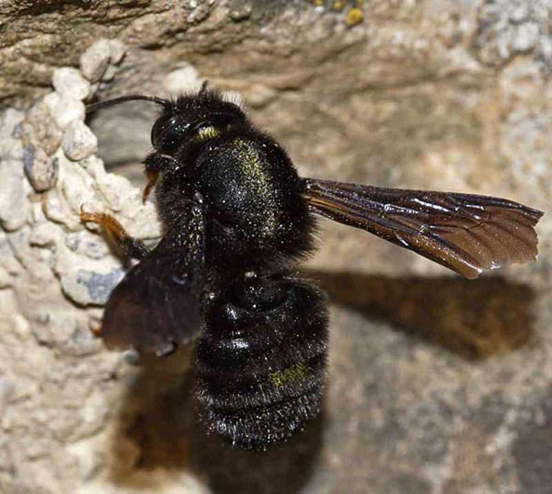 Bees : (Megachilidae) Megachile parietina