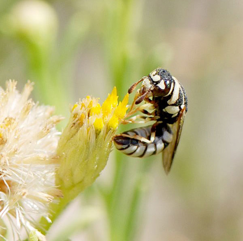 Aculeate Wasps : (Vespidae) Celonites jousseaumei