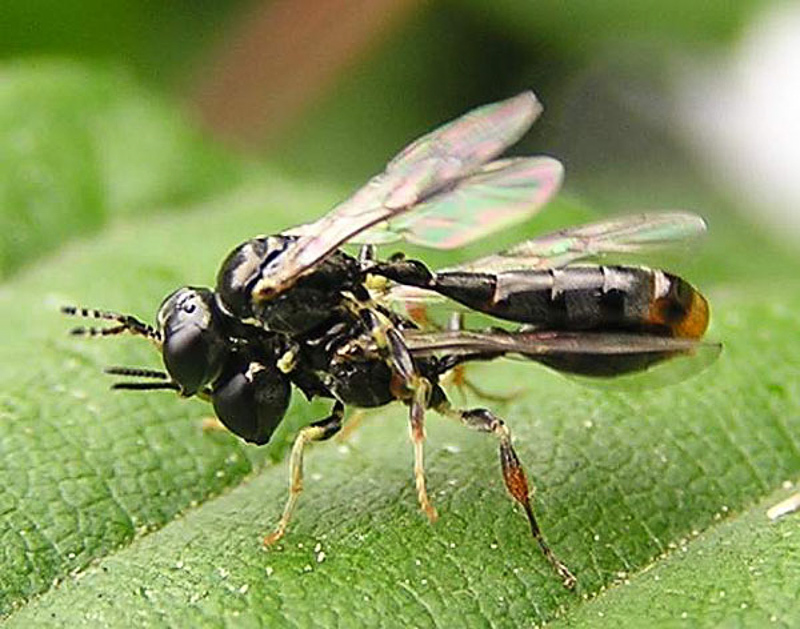 Aculeate Wasps : (Crabronidae) Rhopalum coarctatum