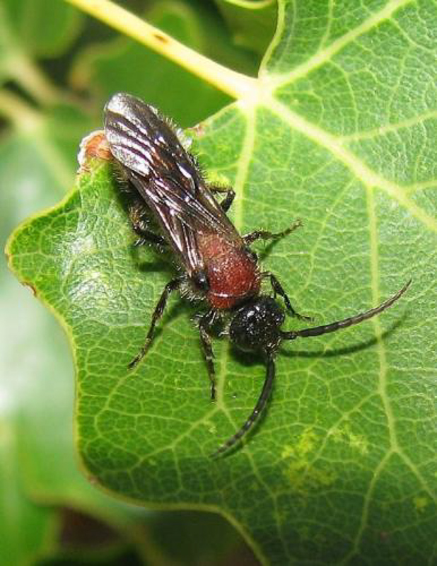 Aculeate Wasps : (Mutillidae) Smicromyrme partita