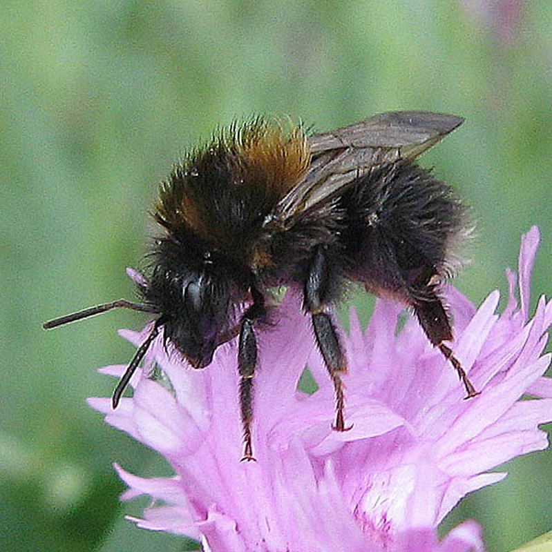 Bees : (Apidae) Bombus hypnorum