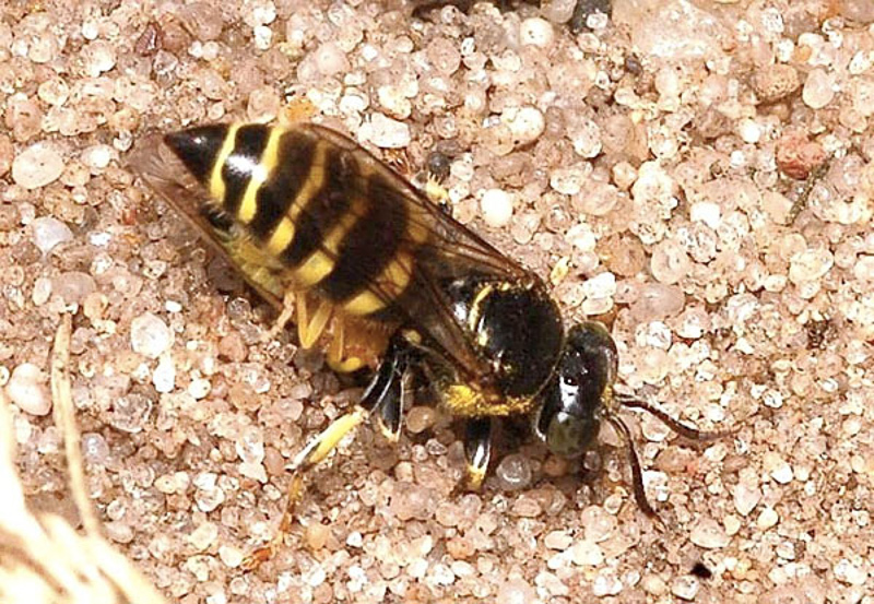 Aculeate Wasps : (Crabronidae) Bembecinus tridens