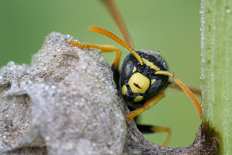 Aculeate Wasps : (Vespidae) Polistes foederatus
