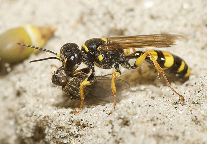 Aculeate Wasps : (Crabronidae) Mellinus arvensis