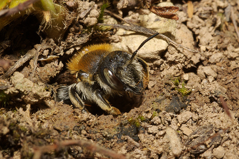 Bees : (Megachilidae) Trachusa byssina