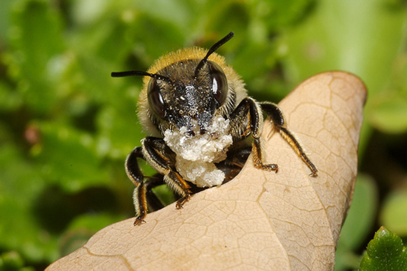 Bees : (Megachilidae) Trachusa byssina