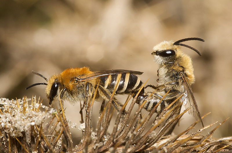 Bees : (Colletidae) Colletes halophilus