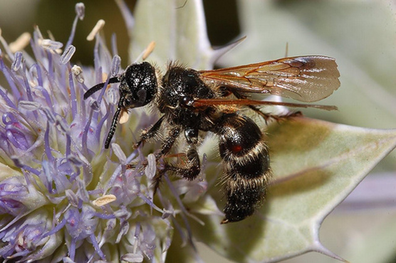 Aculeate Wasps : (Scoliidae) Colpa quinquecincta