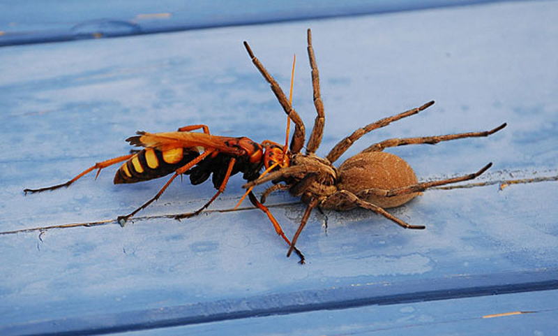 Aculeate Wasps : (Pompilidae) Cryptocheilus alternatus