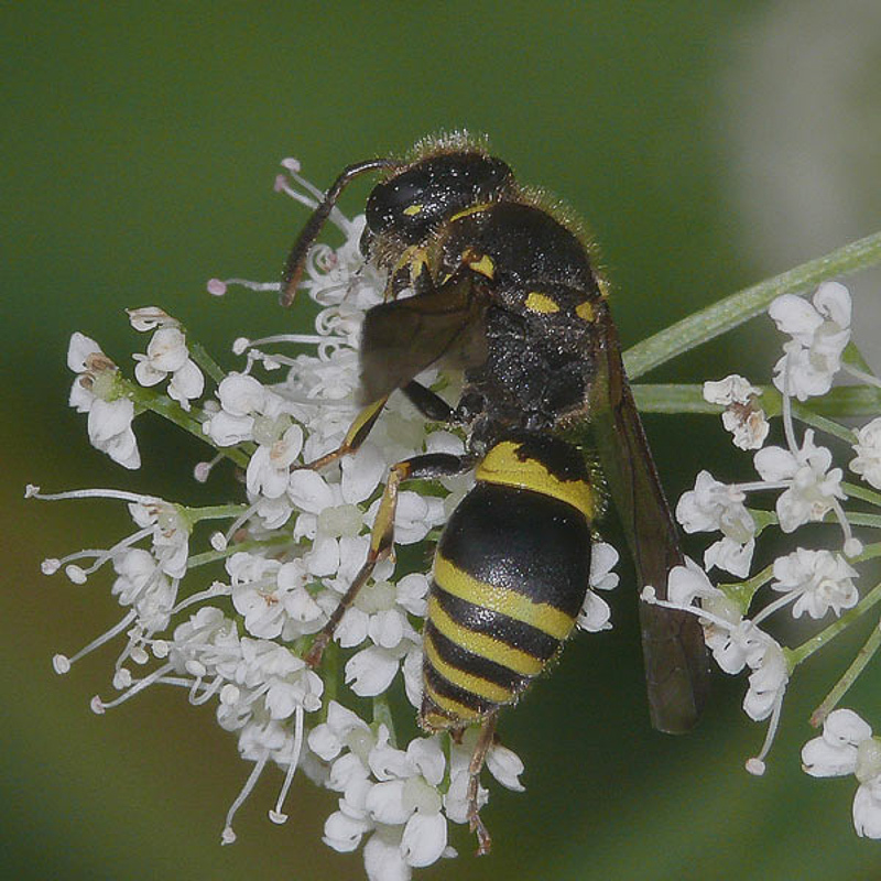 Aculeate Wasps : (Vespidae) Ancistrocerus parietinus