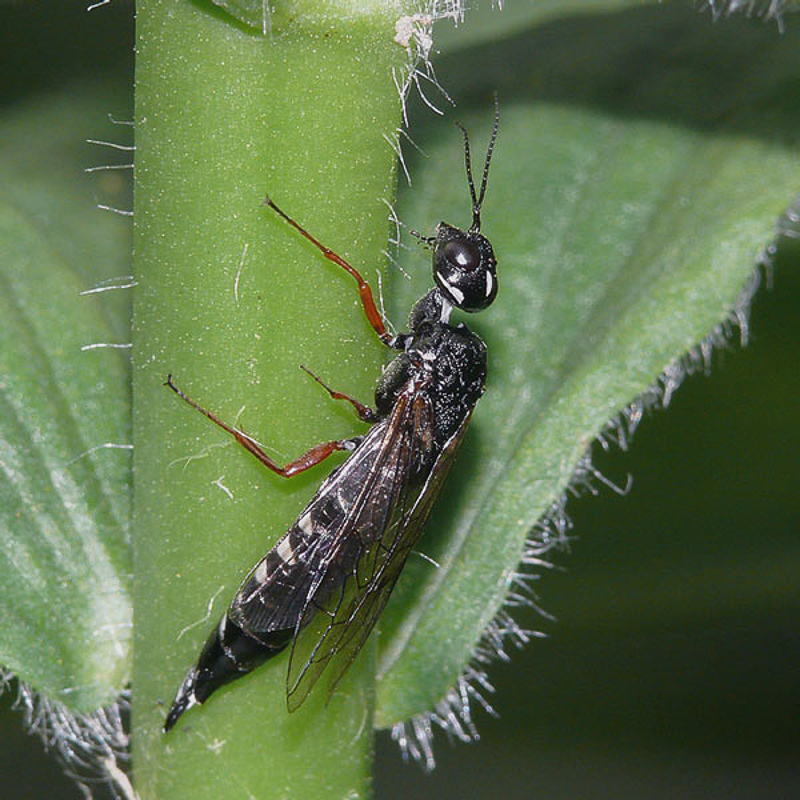 Sawflies and horntails : (Xiphydriidae) Xiphydria camelus