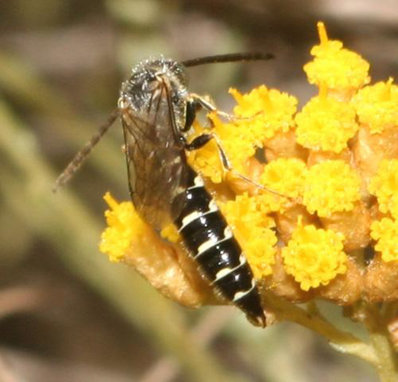 Aculeate Wasps : (Tiphiidae) Meria tripunctata