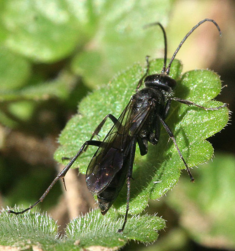 Aculeate Wasps : (Pompilidae) Auplopus carbonarius