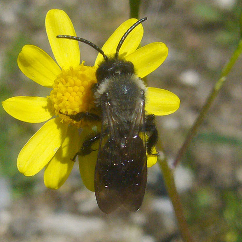 Bees : (Andrenidae) Andrena nigrospina