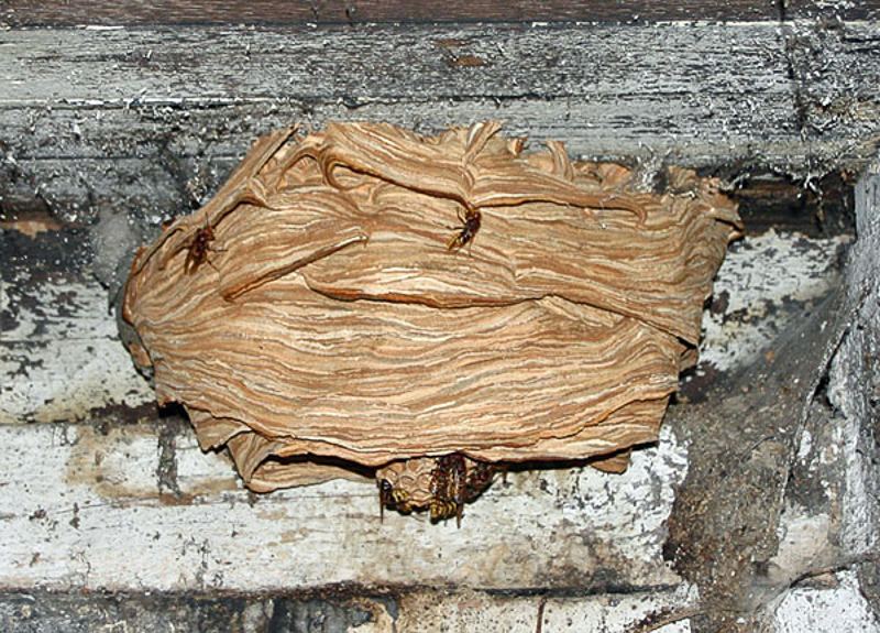Aculeate Wasps : (Vespidae) Vespa crabro