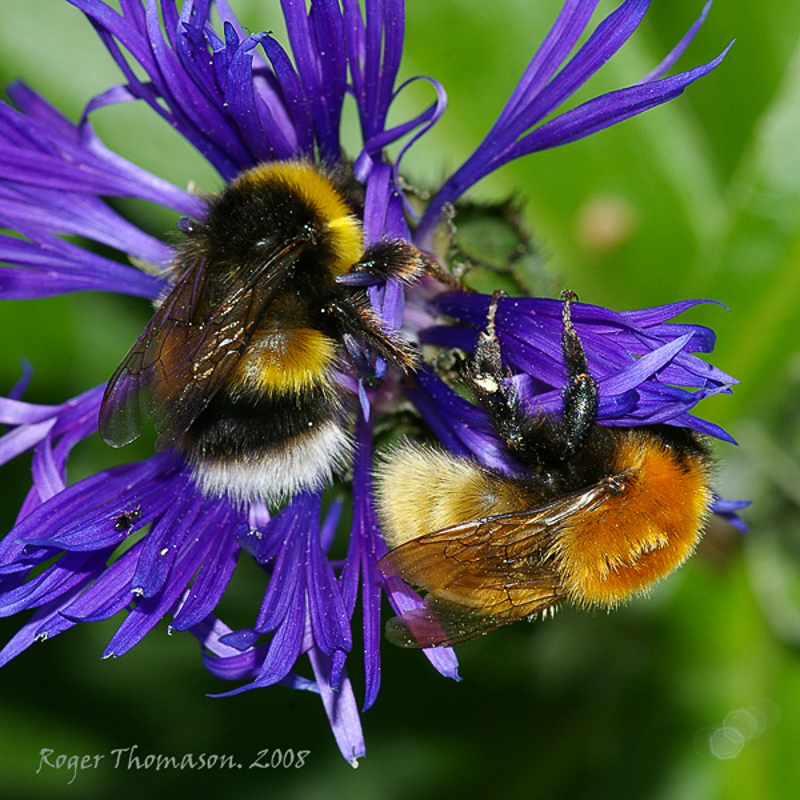 Bees : (Apidae) Bombus muscorum