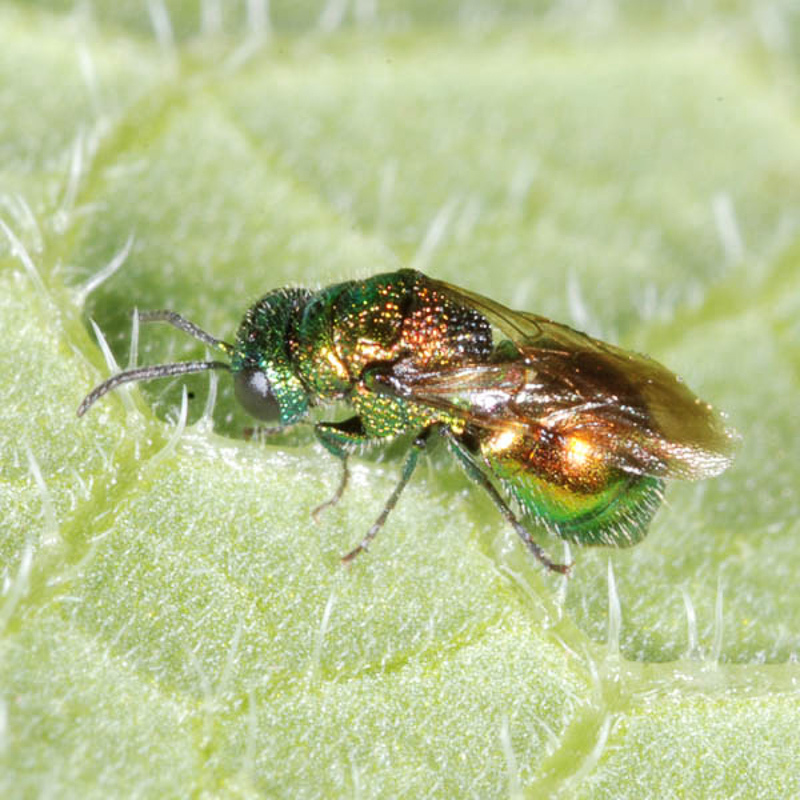 Aculeate Wasps : (Chrysididae) Pseudomalus pusillus