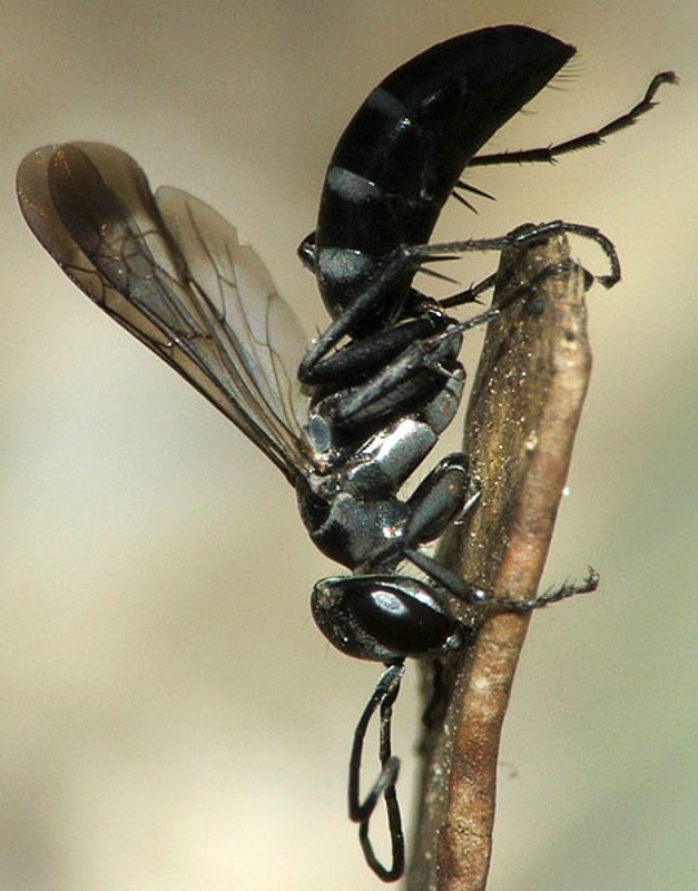 Aculeate Wasps : (Pompilidae) Aporinellus sexmaculatus