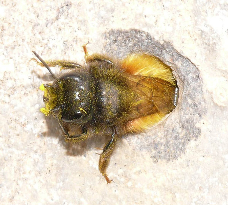 Bees : (Megachilidae) Osmia tricornis