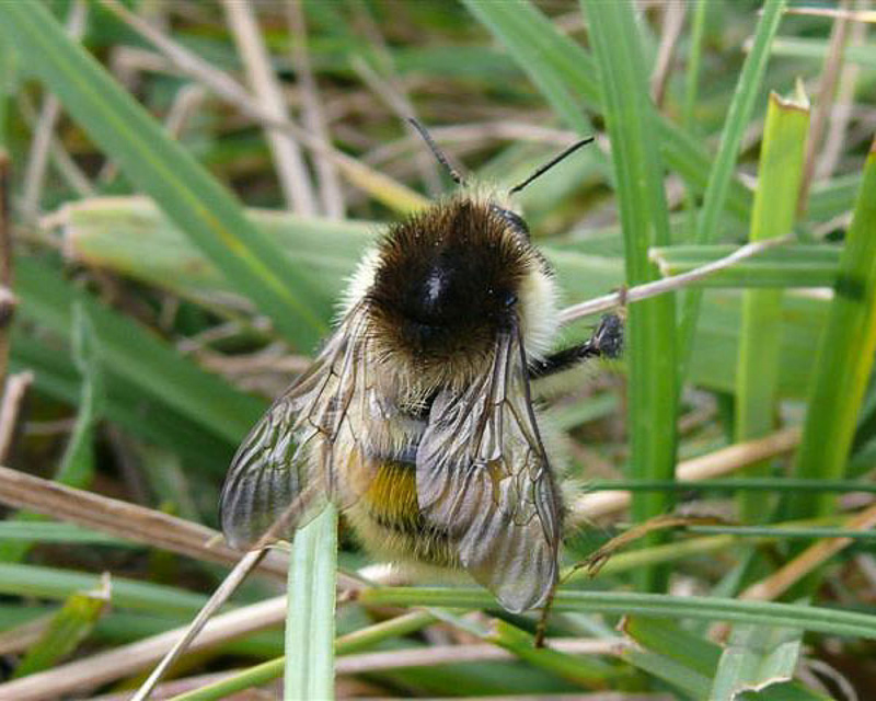 Bees : (Apidae) Bombus humilis