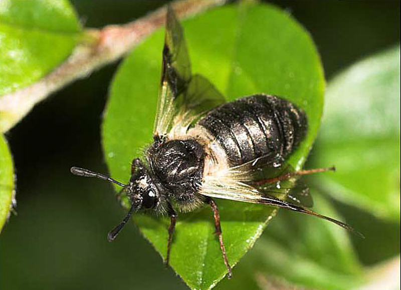 Sawflies and horntails : (Cimbicidae) Abia fasciata