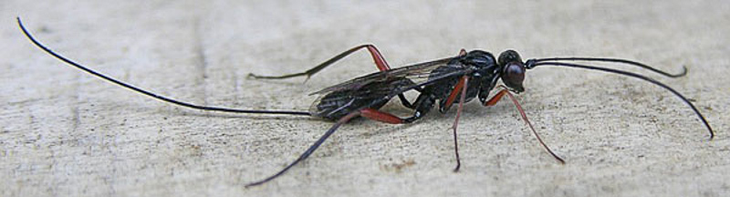Ichneumonid and braconid wasps : (Ichneumonidae) Stenarella domator