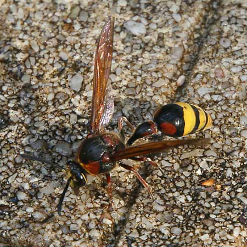 Aculeate Wasps : (Vespidae) Delta unguiculatum